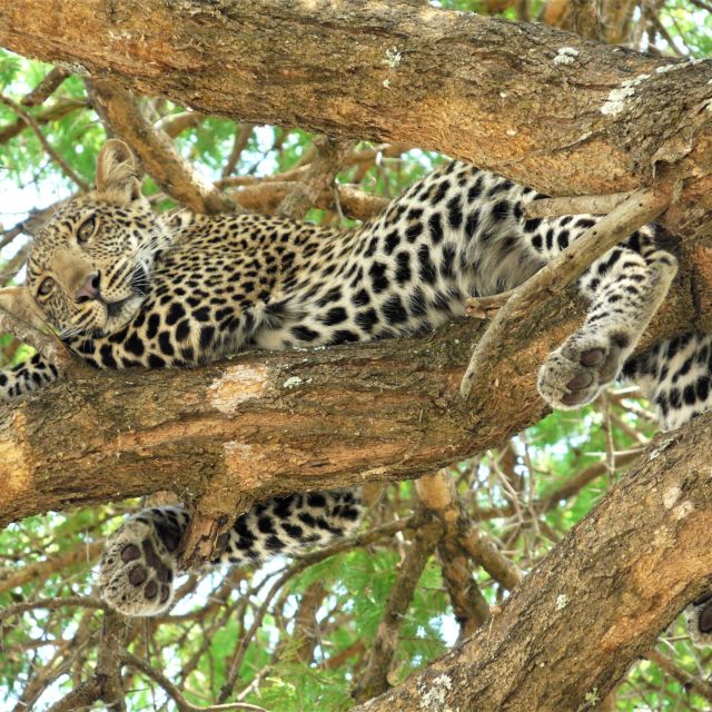 Leopard im Katavi NP