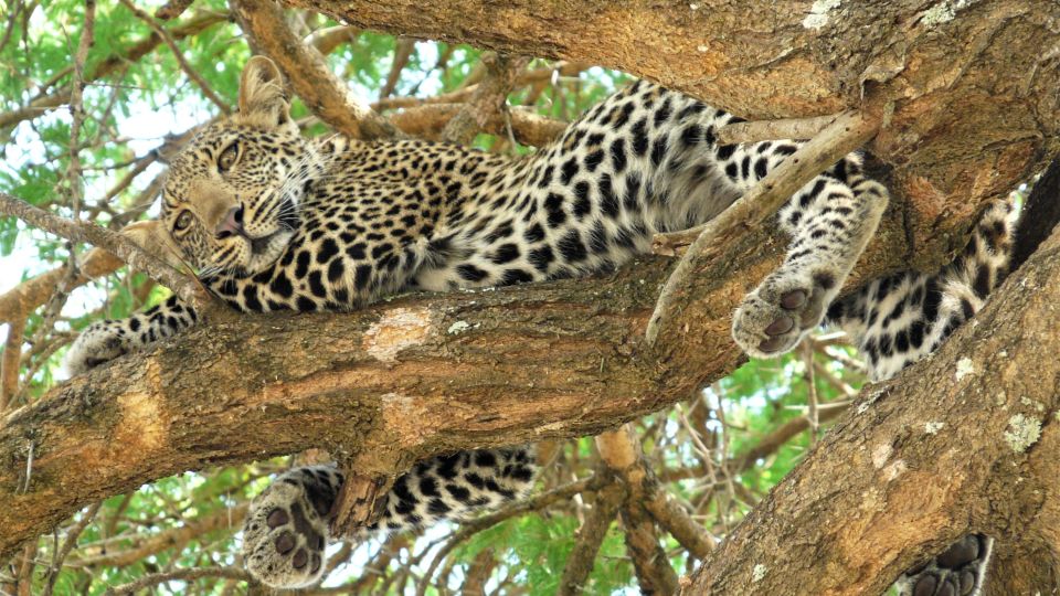 Leopard im Katavi NP