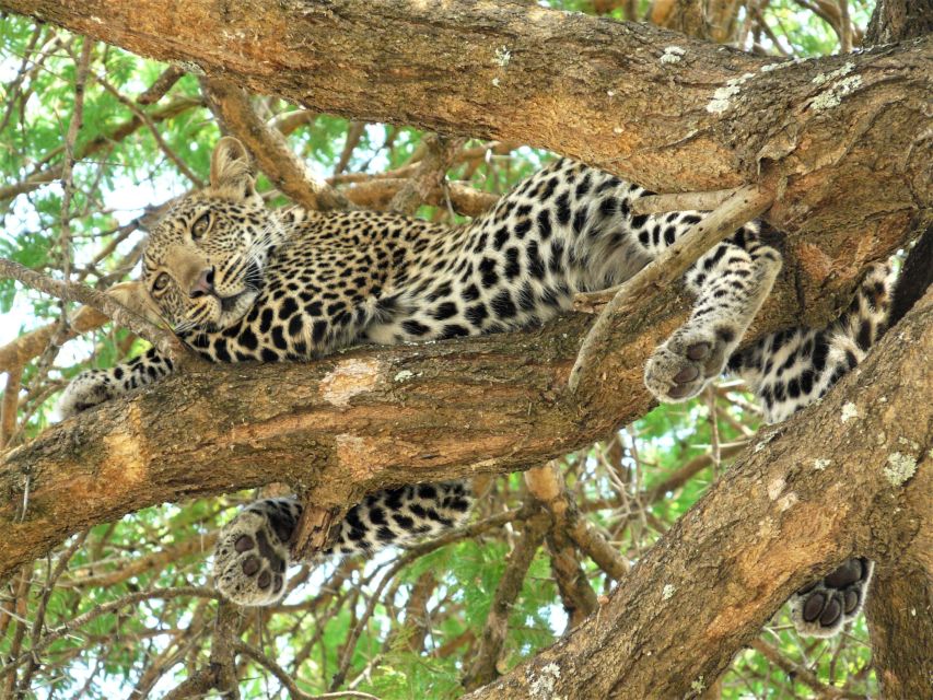 Leopard auf dem Baum im Katavi NP
