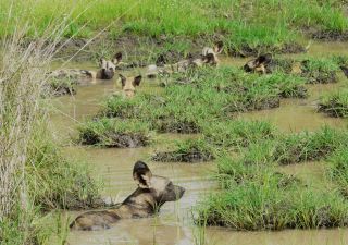 Wildhunde im Wasser im Nyerere NP