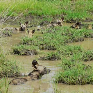 Wildhunde im Wasser im Nyerere NP