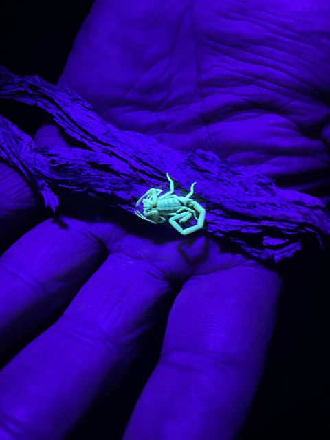 Scorpion auf Nachtpirsch im Uis Guesthouse