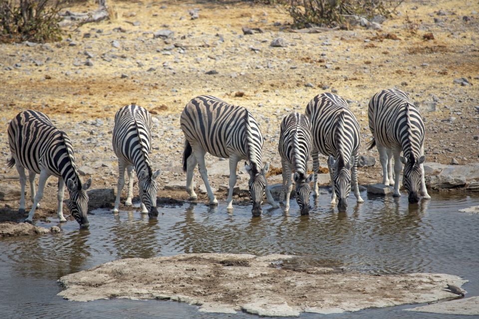 Zebras am Wasserloch im Etosha-Nationalpark