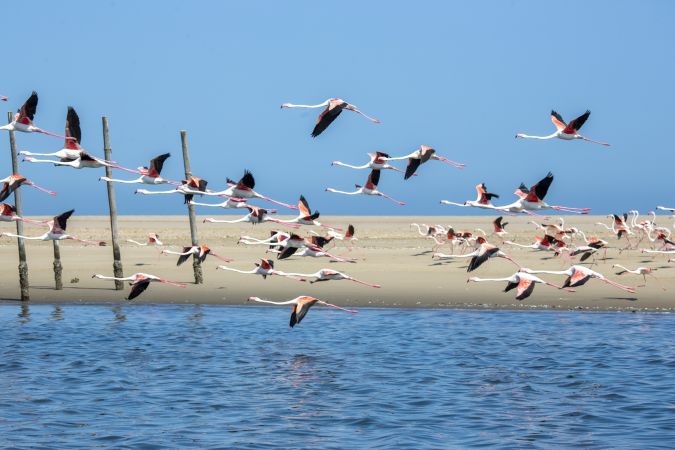 Flamingo-Schwarm an der Walvis Bay © Diamir