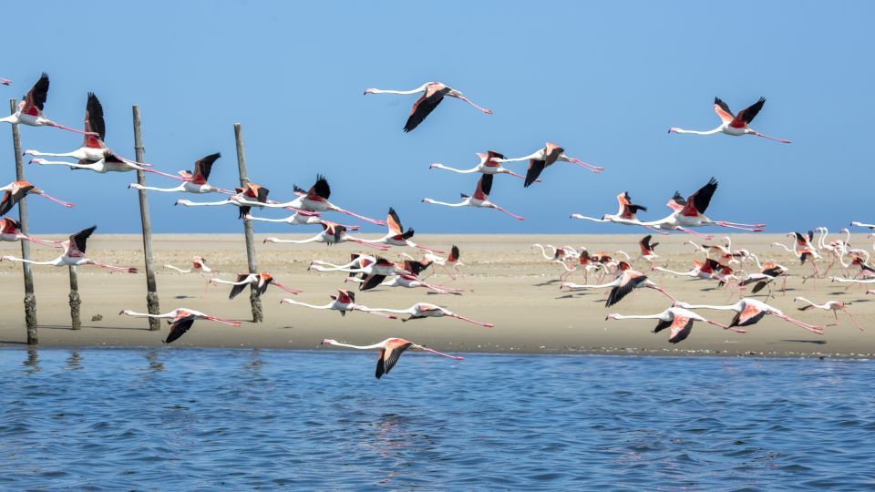 Flamingo-Schwarm an der Walvis Bay