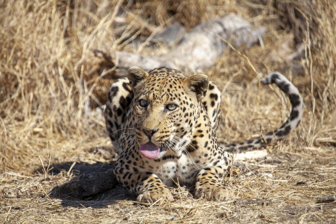 Leopard © Diamir