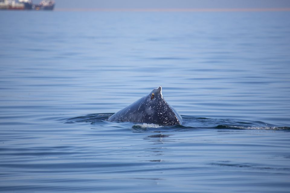 Wal in der Walvis Bay