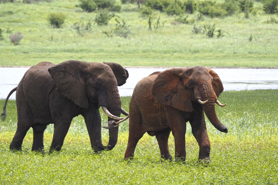 Elefanten im Mkomazi-Nationalpark