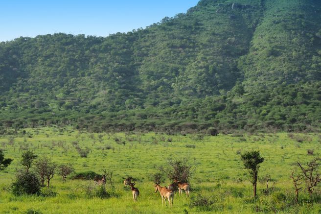 Antilopen im Mkomazi-Nationalpark