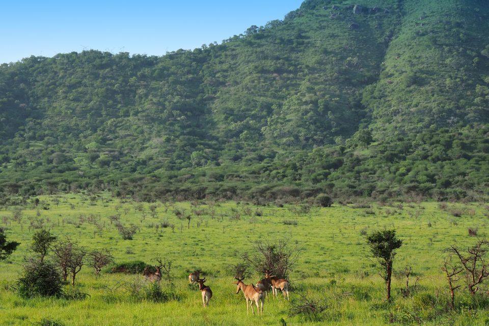 Antilopen im Mkomazi-Nationalpark