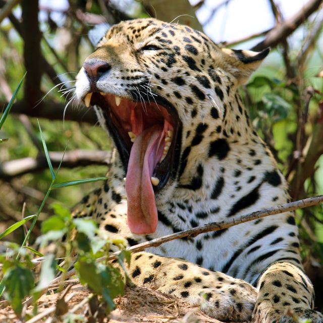 Auf den Spuren des Jaguars
