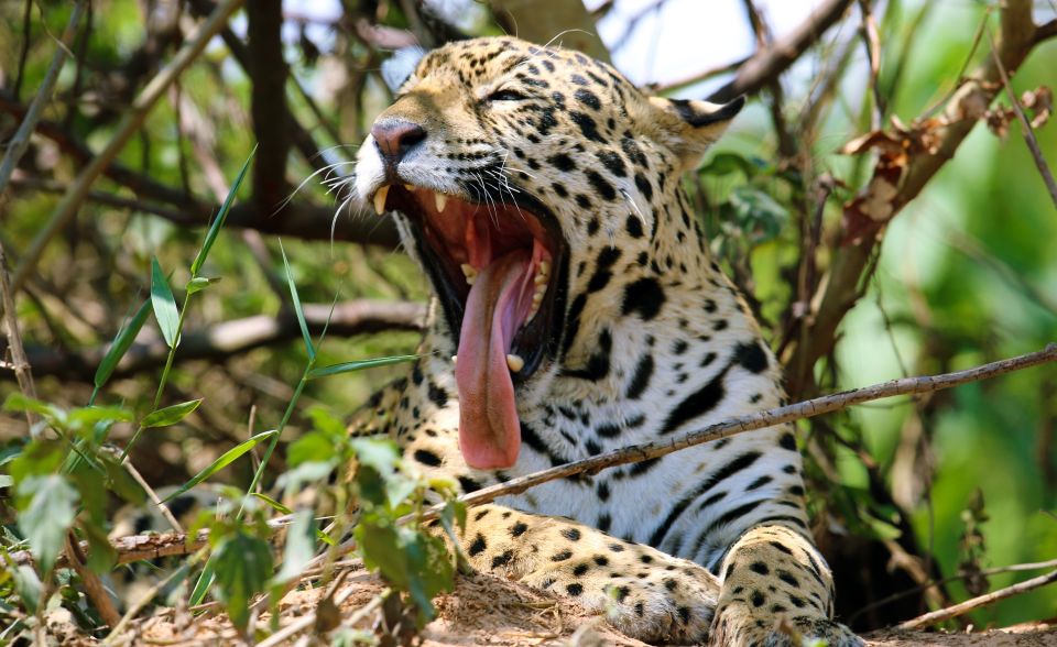 Gähnender Jaguar