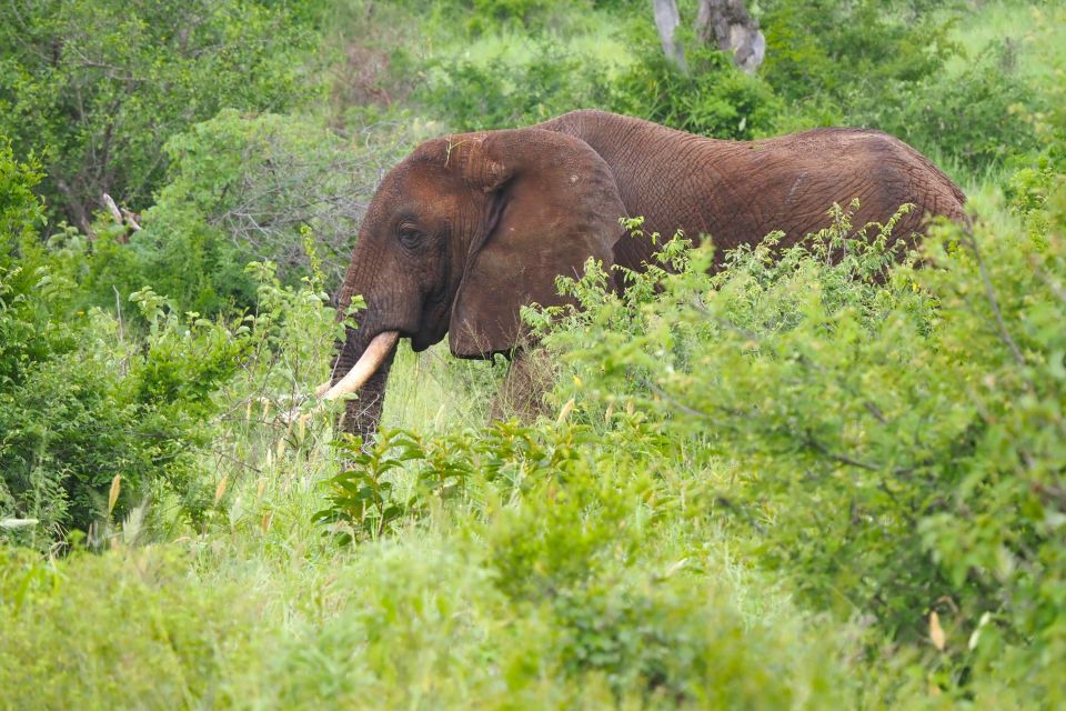 Elefant im Mkomazi-Nationalpark