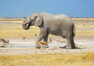 Elefant im Etosha-Nationalpark
