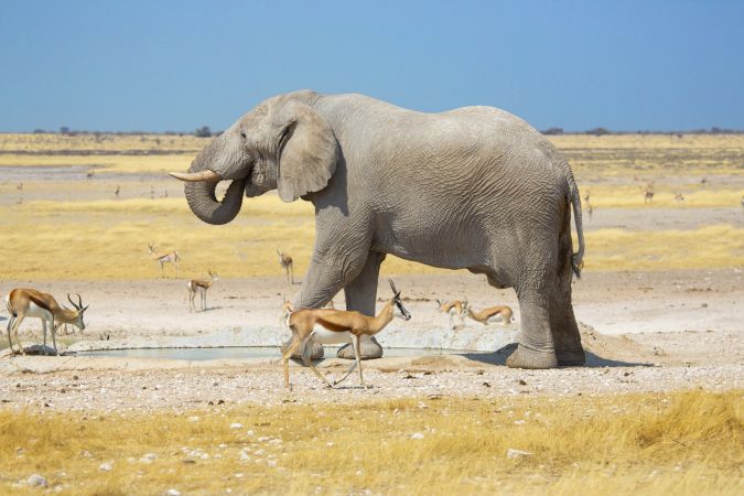Elefant im Etosha-Nationalpark © Diamir