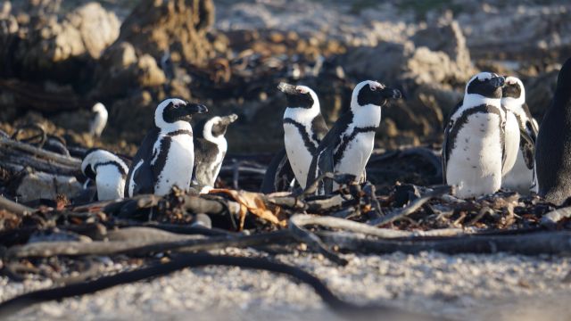 Pinguine bei Kapstadt
