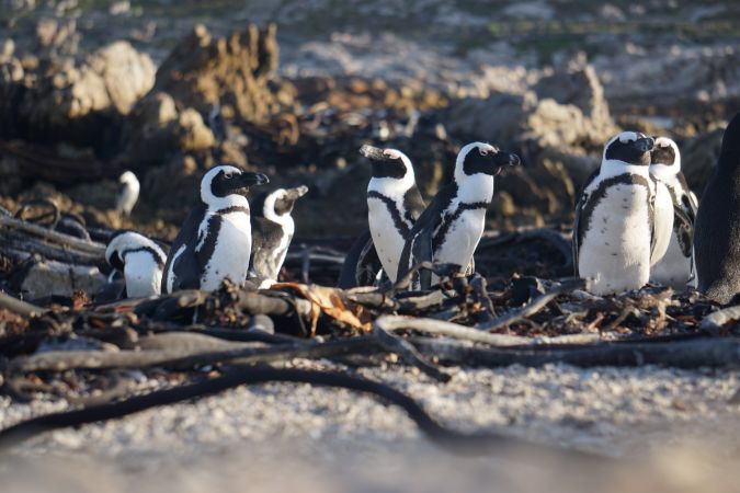 Pinguine in Bettys Bay © Diamir