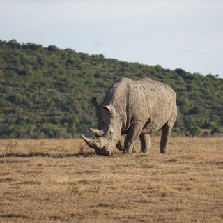 Ein Nashorn: ein seltener Anblick