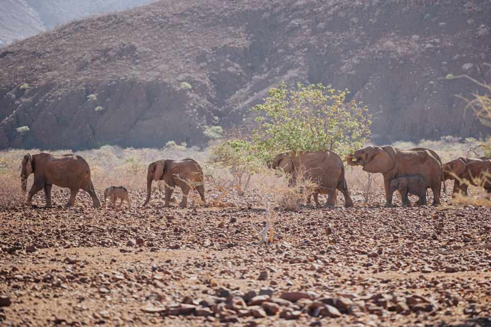 Elefantenherde in der Kunene-Region