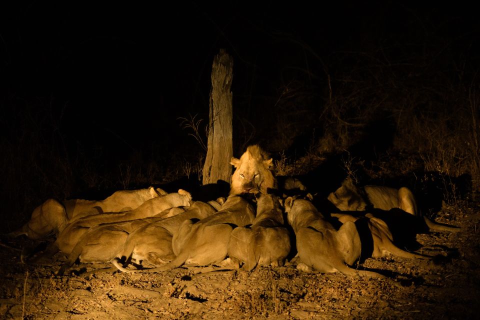 Löwenrudel labt sich an ihrer erlegten Beute
