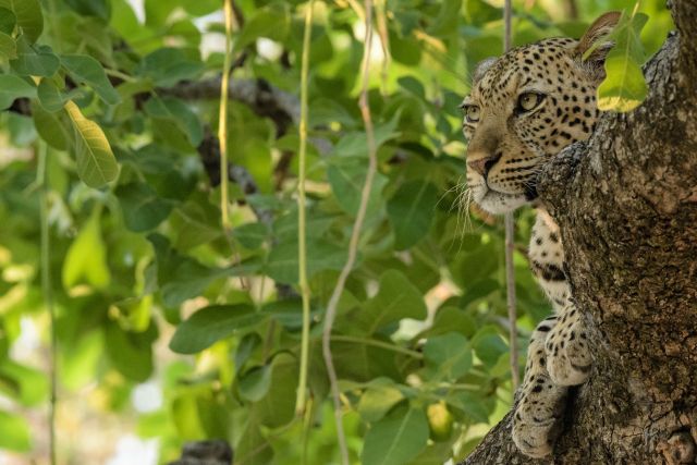 Ein Leopard hat alles im Blick und hält auf seinem guten Aussichtsposten Ausschau