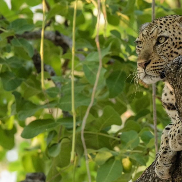 Ein Leopard hat alles im Blick und hält auf seinem guten Aussichtsposten Ausschau