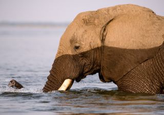 Elefant durchquert den Sambesi im Lower Zambezi NP