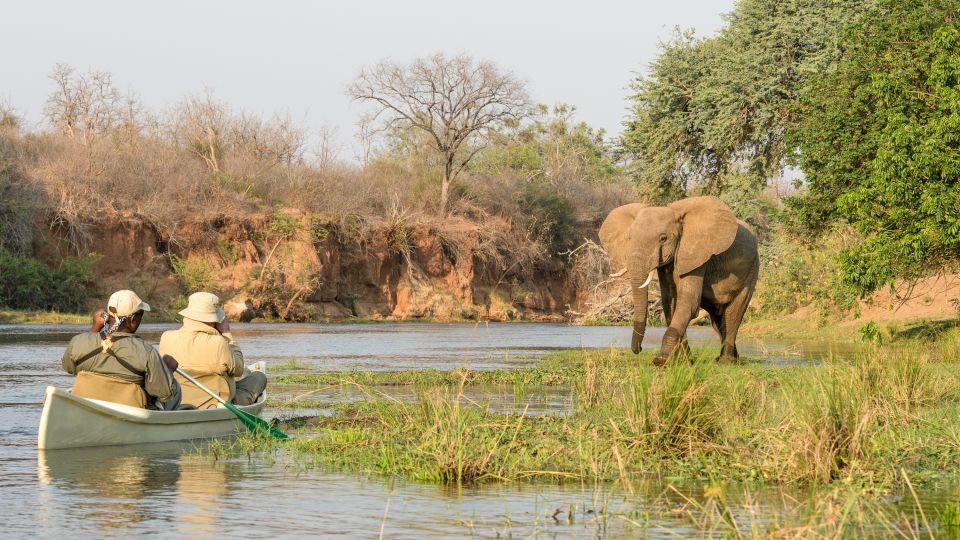 Elefant aus nächster Nähe auf Kanusafari