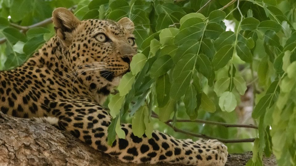 Leopardin im fast perfekten Versteck, South Luangwa NP