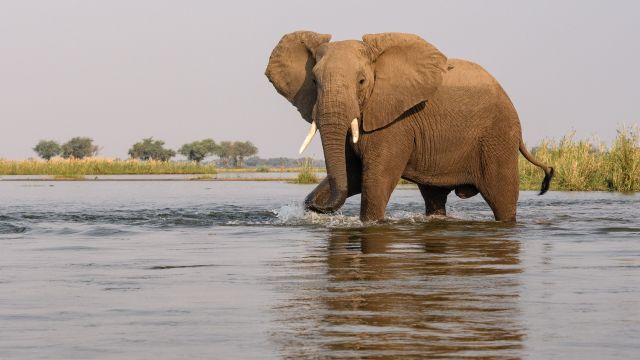 Elefant durchquert den Sambesi im Lower Zambezi NP