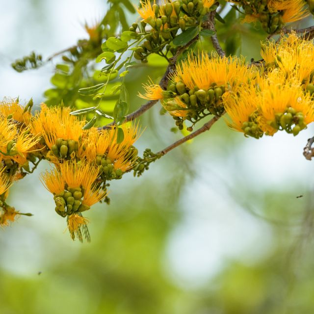 Wilder Mangobaum in voller Blüte, South Luangwa NP