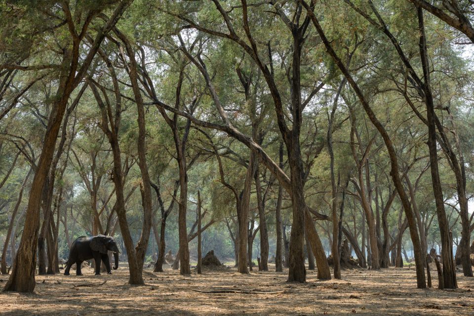 Elefant im Galeriewald im Lower Zambezi NP