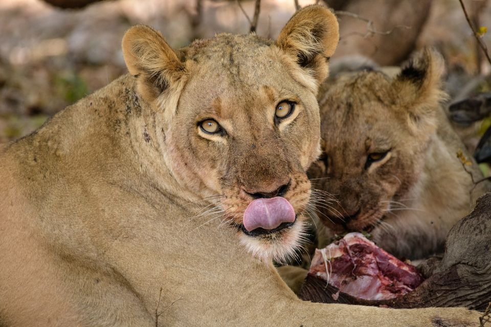 Löwenmutter mit Jungtier an einem gerissenen Warzenschwein, Lower Zambezi NP