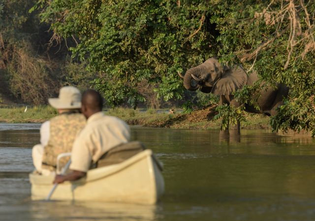 Trinkender Elefant aus nächster Nähe auf Kanusafari