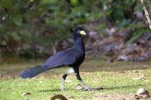 Vielfältiges Vogelwelt Guyanas