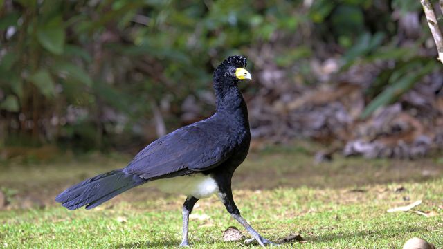 Vielfältiges Vogelwelt Guyanas