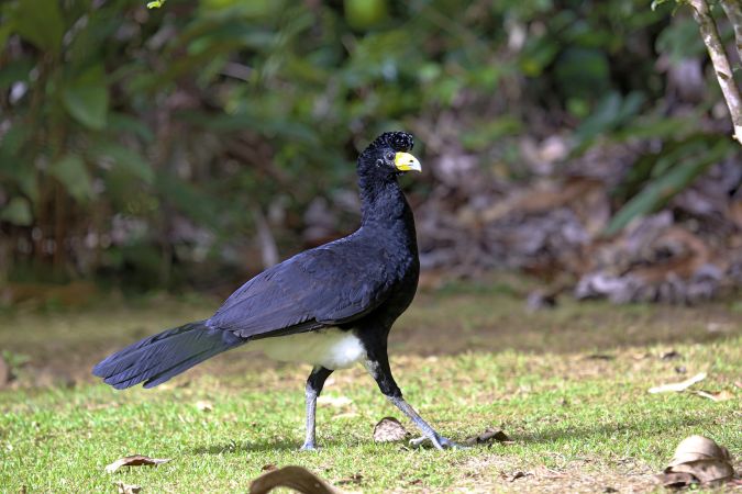 Vielfältiges Vogelwelt Guyanas © Diamir