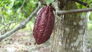 Kakaofrucht auf einer Plantage