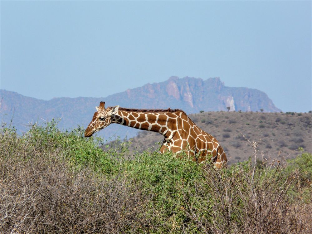 Giraffe im Samburu