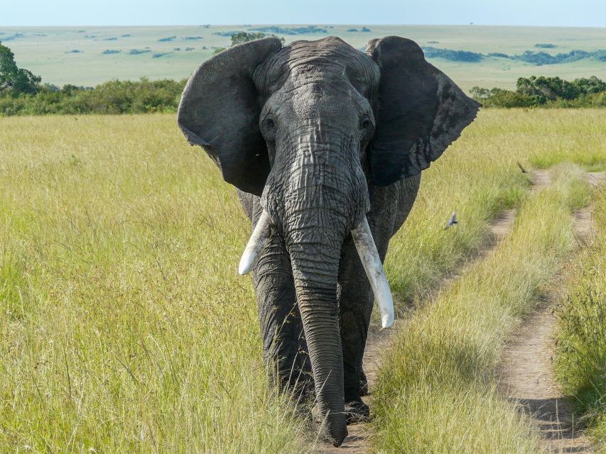 Dieser Elefant will den Weg nicht freigeben