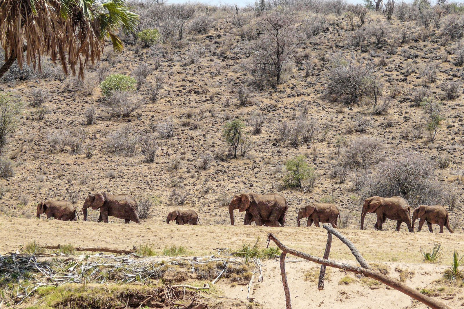 Elefantenherde im Samburu