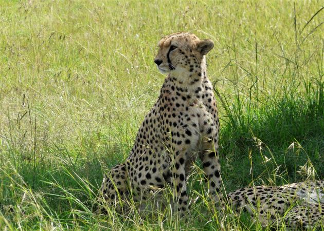 Gepard in der Masai Mara © Diamir