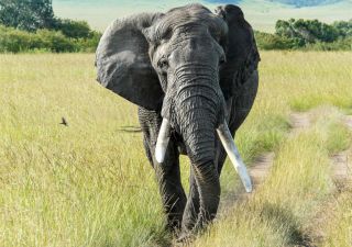 Elefant versperrt auf dem Weg