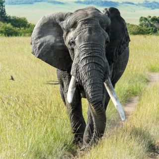 Elefant versperrt auf dem Weg