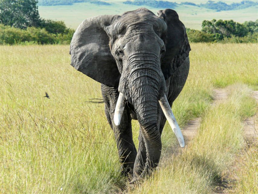 Elefant auf dem Weg