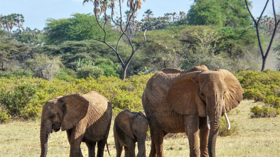Elefanten im Samburu