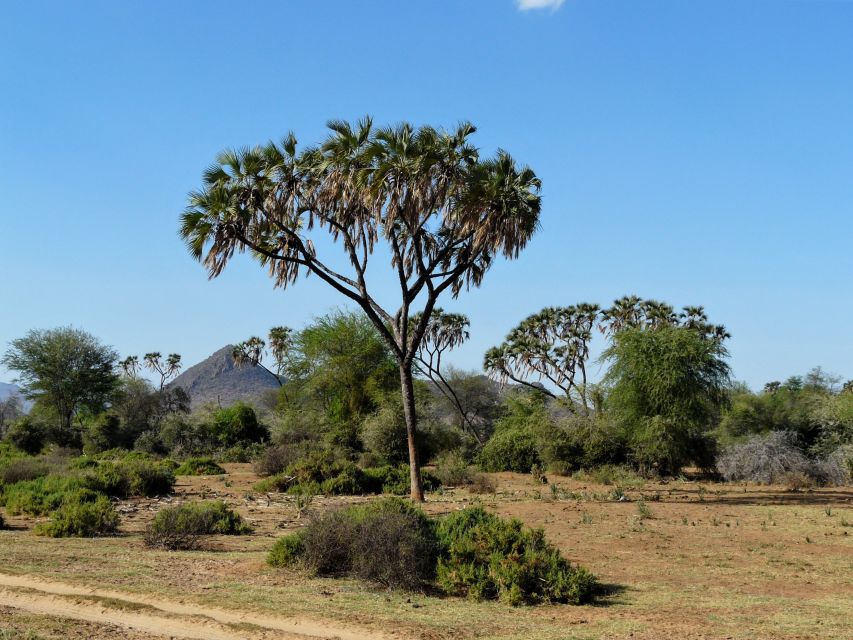 Typische Landschaft im Samburu