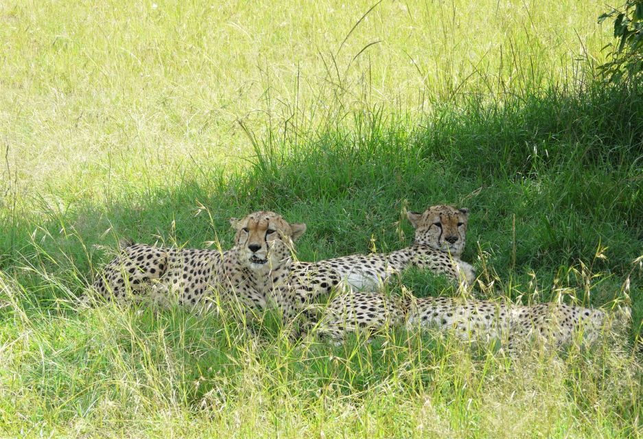 Die drei Brüder – Geparden in der Masai Mara