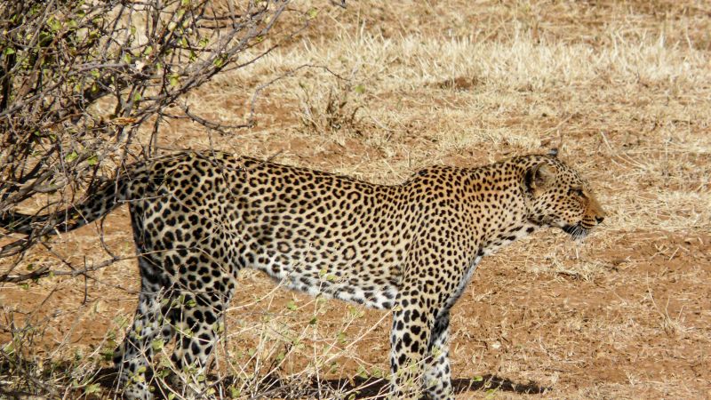 Leopard im Samburu