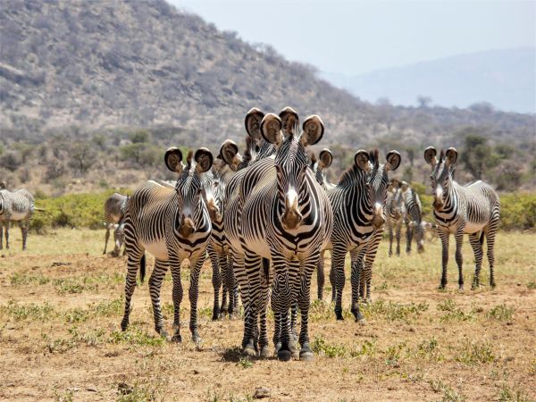 Grevyzebras im Samburu © Diamir